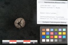Foto (Objekt + Etikett) von Pleioclinis couchmani F.V. Mueller (NHMW-GEO-2024-0188-10467)